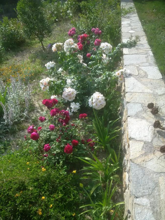 B&B La Mimosa del Golfo Ospedaletti Esterno foto