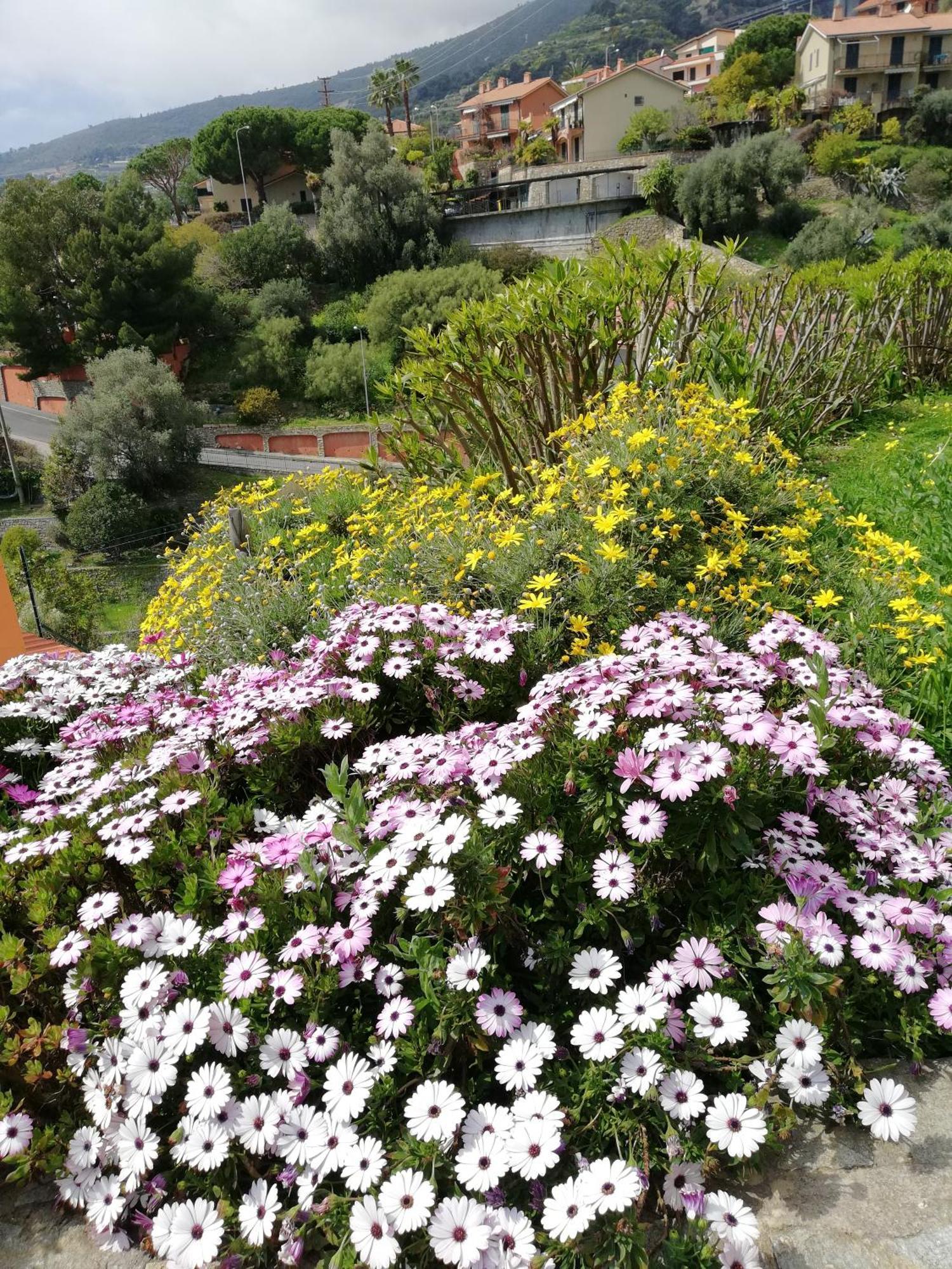 B&B La Mimosa del Golfo Ospedaletti Esterno foto