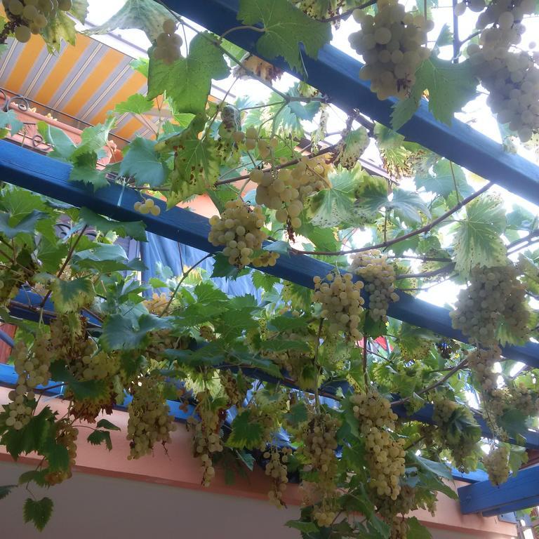 B&B La Mimosa del Golfo Ospedaletti Esterno foto