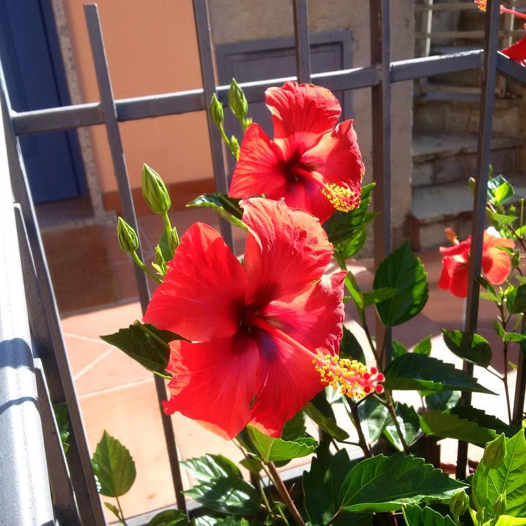 B&B La Mimosa del Golfo Ospedaletti Esterno foto